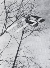 Plane in Trees